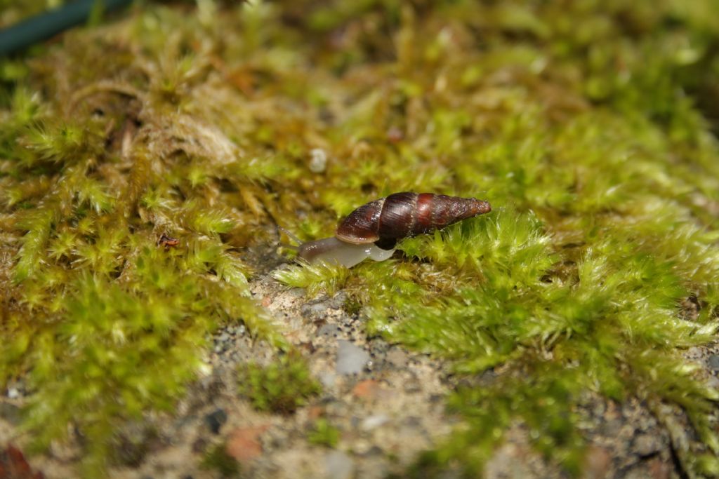 Clausiliidae in salotto